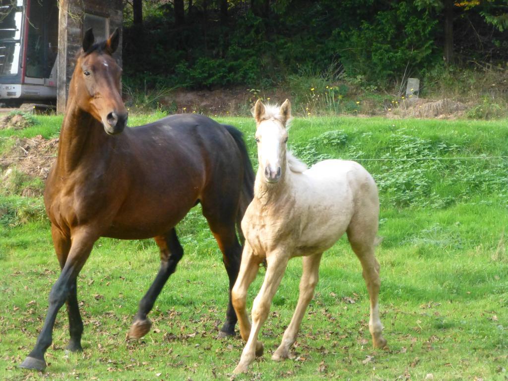 L'Echappee Verte - Gite Equestre 5 Pers Soucht Dış mekan fotoğraf