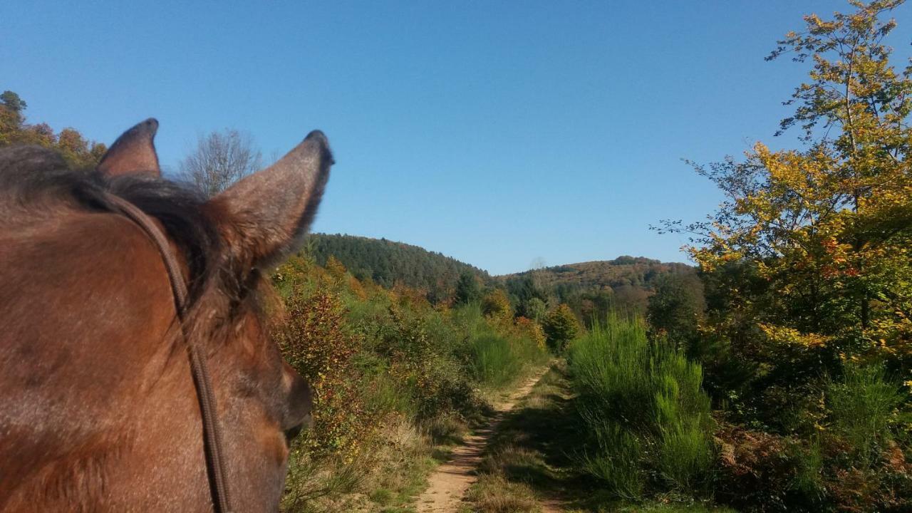 L'Echappee Verte - Gite Equestre 5 Pers Soucht Dış mekan fotoğraf